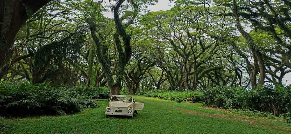 Daya Tarik Wisata Hutan De Djawatan Banyuwangi, Ini Kegiatan Seru yang Bisa Dilakukan!