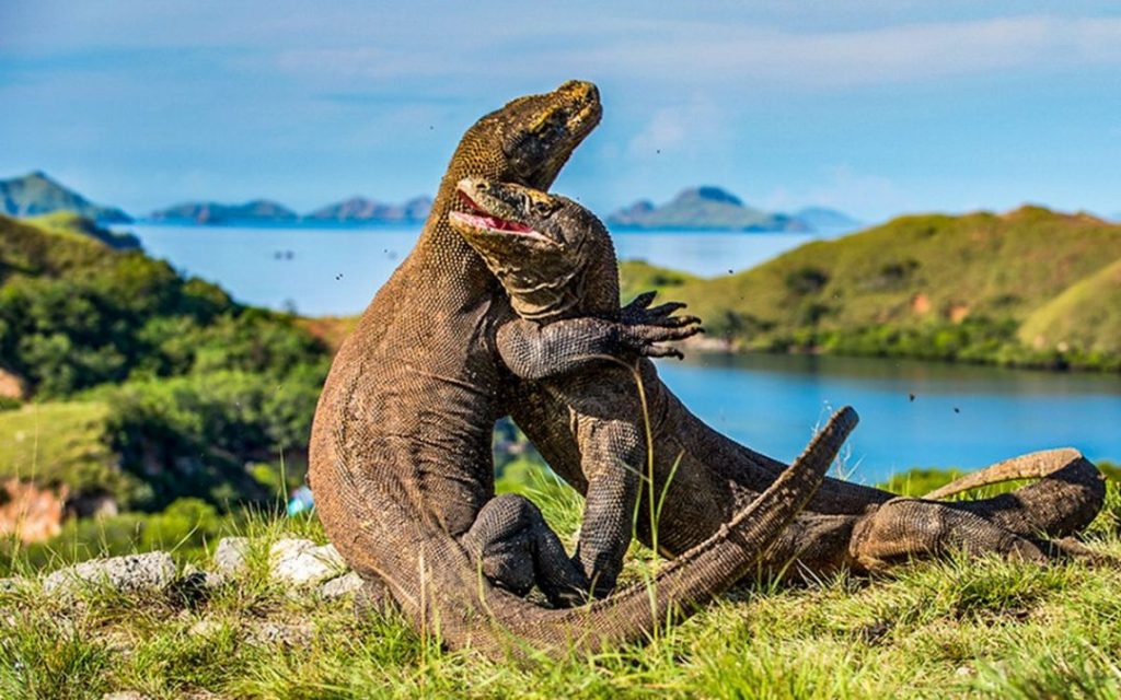 Uniknya Taman Nasional Komodo Labuan Bajo, Hidden Paradise yang Punya Kadal Terbesar di Dunia