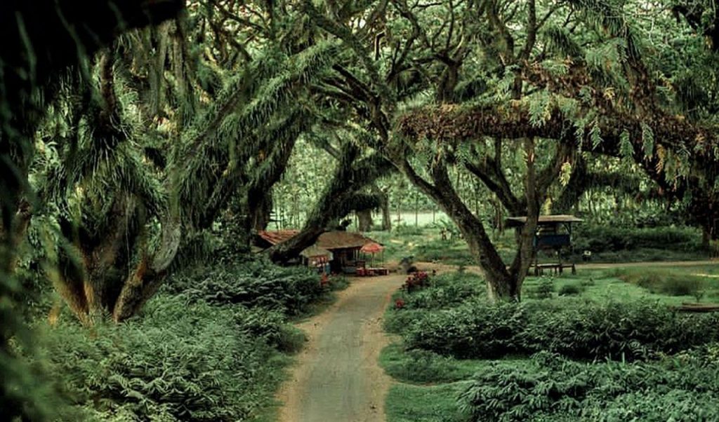 Open Trip De Djawatan Forest, Pesona Hutan Bak Negeri Dongeng di Banyuwangi