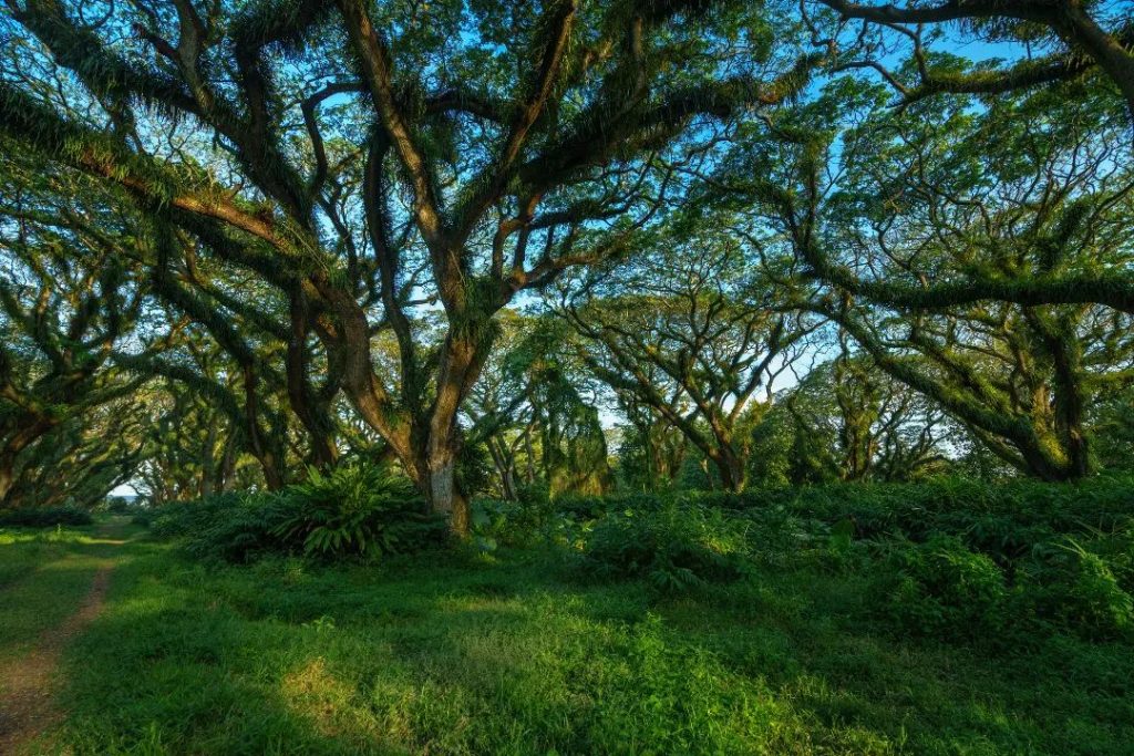 Fakta Menarik Wisata Hutan De Djawatan Banyuwangi, Sudah Tahu Belum?