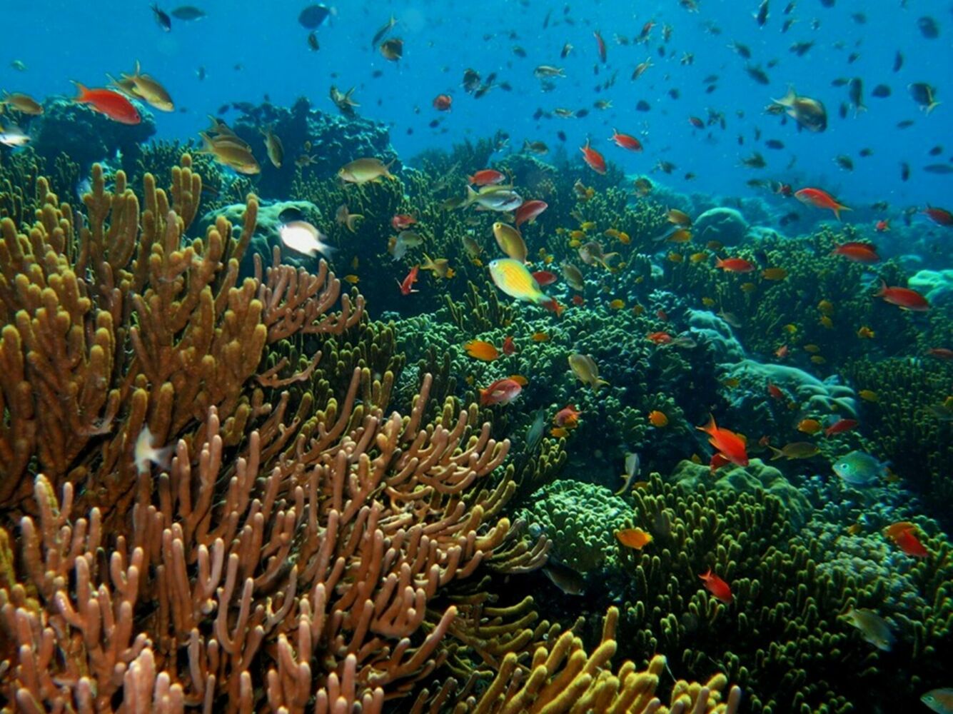 Spot Snorkeling Paling Recommended di Pulau Menjangan Bali, Favorit Wisatawan!