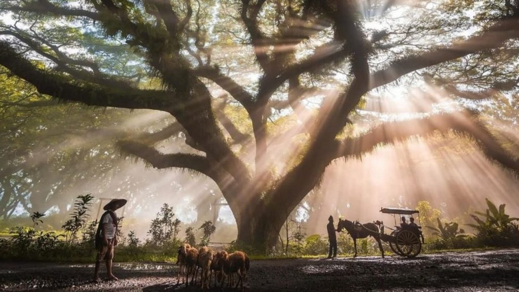 Paket Liburan Hutan De Djawatan Banyuwangi, Cek Rekomendasi Itinerary di Sini!