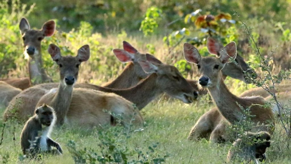 Lebih dari Satu, Simak Panduan Pintu Masuk TN Baluran yang Wajib Diketahui Pengunjung