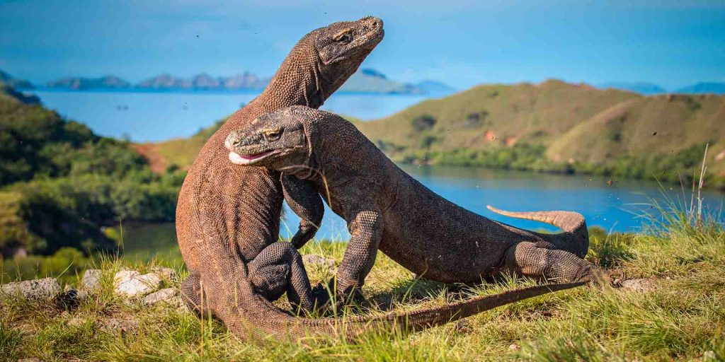 Tips Berhasil Melihat Komodo di Pulau Komodo dengan Aman, Anti-Mainstream