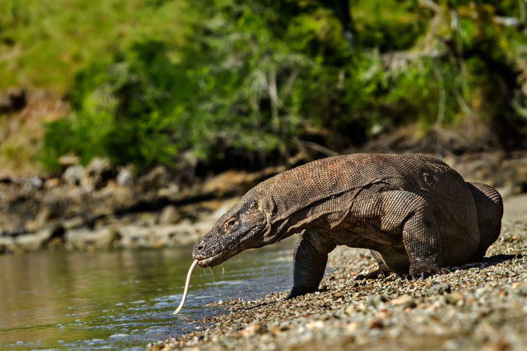 Siapkan 7 Hal Berikut saat Berlibur di Pulau Komodo, Liburan Lebih Seru dan Nyaman