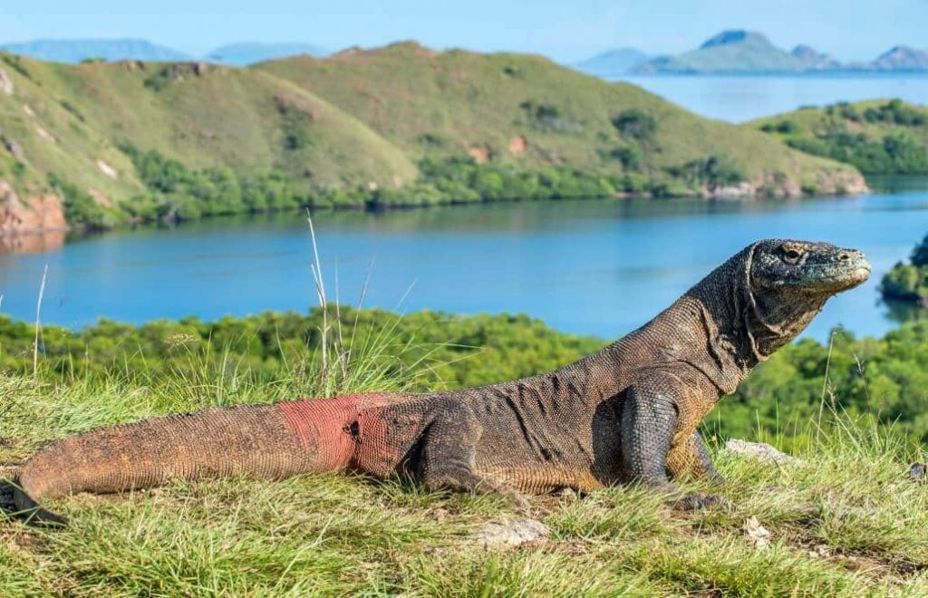 Fakta Menarik Komodo di Pulau Komodo Nusa Tenggara Timur, Sudah Tahu?